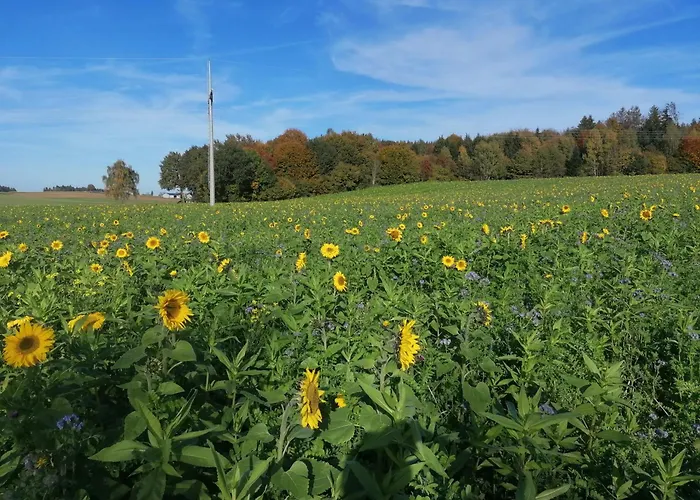 Kornmayer * Grunkraut